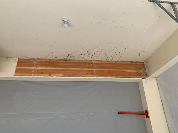 Best Basement Mold Removal  in Redfield, SD